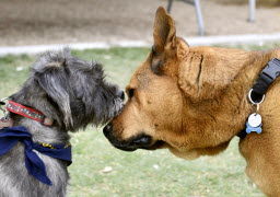 Dog Park